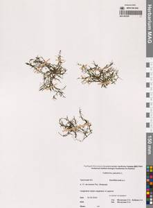 Болотник обыкновенный L., Сибирь, Чукотка и Камчатка (S7) (Россия)