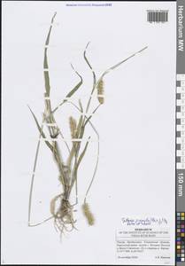 Щетинник сизый, Щетинник малый (Poir.) Roem. & Schult., Восточная Европа, Средневолжский район (E8) (Россия)