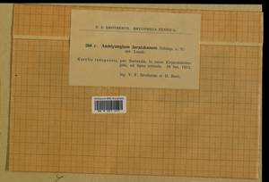 Amblystegium serpens (Hedw.) Schimp., Гербарий мохообразных, Мхи - Карелия, Ленинградская и Мурманская области (B4) (Россия)
