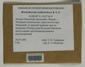 Brachythecium erythrorrhizon Schimp., Гербарий мохообразных, Мхи - Архангельская и Вологодская области, Коми, Ненецкий АО (B7) (Россия)