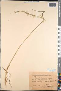 Polypogon hissaricus (Roshev.) Bor, Средняя Азия и Казахстан, Западный Тянь-Шань и Каратау (M3) (Киргизия)
