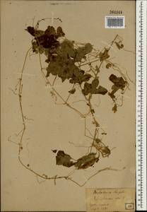 Zehneria japonica (Thunb.) H.Y. Liu, Зарубежная Азия (ASIA) (Япония)