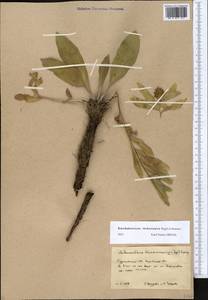 Solenanthus turkestanicus (Regel & Smirn.) Kusn., Средняя Азия и Казахстан, Каракумы (M6) (Туркмения)