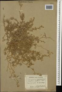 Соляноцветник редколистный K. Koch, Кавказ, Армения (K5) (Армения)