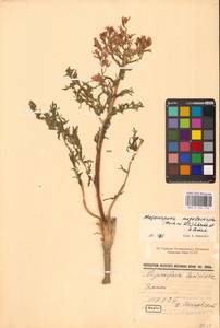 Крупноплодник большеплодный (Fisch. ex DC.) Schischk. ex B.Fedtsch., Восточная Европа, Нижневолжский район (E9) (Россия)