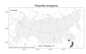 Potentilla centigrana, Лапчатка стозернышковая Maxim., Атлас флоры России (FLORUS) (Россия)