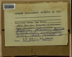 Myurella tenerrima (Brid.) Lindb., Гербарий мохообразных, Мхи - Красноярский край, Тыва и Хакасия (B17) (Россия)
