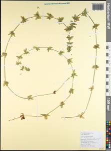 Круциата гладконогая Opiz, Кавказ, Черноморское побережье (от Новороссийска до Адлера) (K3) (Россия)