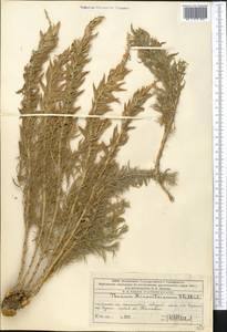 Chrysothesium minkwitzianum (B. Fedtsch.) R. Hendrych, Средняя Азия и Казахстан, Западный Тянь-Шань и Каратау (M3) (Казахстан)