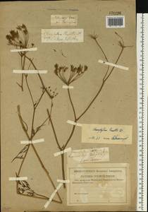 Бутень Прескотта DC., Восточная Европа, Нижневолжский район (E9) (Россия)