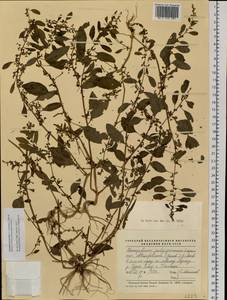 Lipandra polysperma (L.) S. Fuentes, Uotila & Borsch, Сибирь, Западная Сибирь (S1) (Россия)