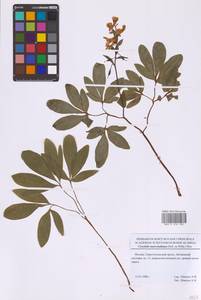 Хохлатка полая (L.) Schweigg. & Körte, Восточная Европа, Московская область и Москва (E4a) (Россия)