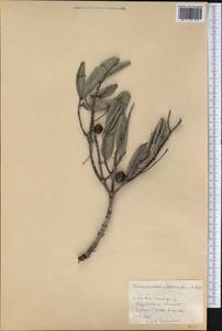 Elaeodendron xylocarpum (Vent.) DC., Америка (AMER) (Куба)