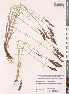 Чий вейниковый (L.) P.Beauv., Сибирь, Чукотка и Камчатка (S7) (Россия)