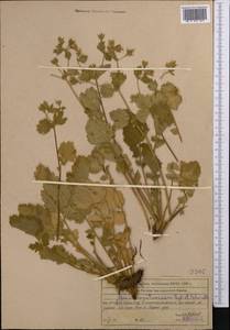 Geum heterocarpum Boiss., Средняя Азия и Казахстан, Западный Тянь-Шань и Каратау (M3) (Казахстан)