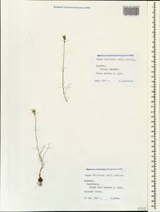 Гусиный лук луковичный (Pall.) Salisb., Кавказ, Армения (K5) (Армения)