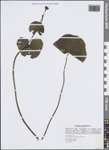 Калужница болотная L., Сибирь, Дальний Восток (S6) (Россия)