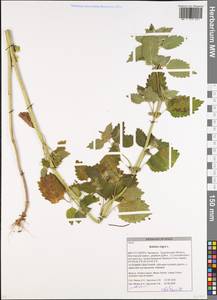 Белокудренник черный L., Восточная Европа, Белоруссия (E3a) (Белоруссия)