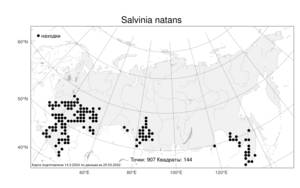 Salvinia natans, Сальвиния плавающая (L.) All., Атлас флоры России (FLORUS) (Россия)