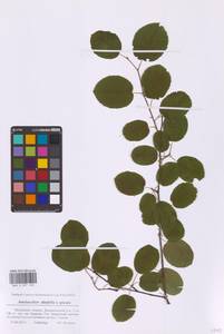 Amelanchier spicata × alnifolia, Восточная Европа, Московская область и Москва (E4a) (Россия)