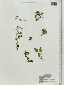 Oxybasis rubra (L.) S. Fuentes, Uotila & Borsch, Восточная Европа, Нижневолжский район (E9) (Россия)