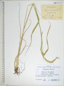 KHA5312, Campeiostachys dahurica (Turcz. ex Griseb.) B.R.Baum, J.L.Yang & C.Yen, Сибирь, Дальний Восток (S6) (Россия)