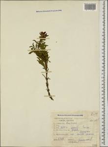 Salvia garedjii Troitsky, Кавказ, Грузия (K4) (Грузия)