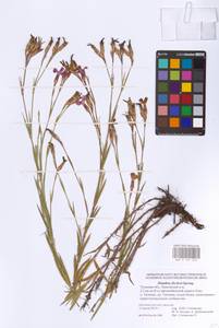 Гвоздика китайская L., Восточная Европа, Центральный район (E4) (Россия)