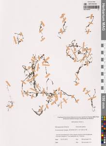 Пузырчатка малая L., Сибирь, Чукотка и Камчатка (S7) (Россия)