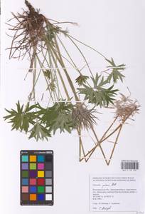 Прострел раскрытый, Сон-трава (L.) Mill., Восточная Европа, Нижневолжский район (E9) (Россия)