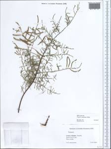 Tamarix canariensis Willd., Африка (AFR) (Испания)