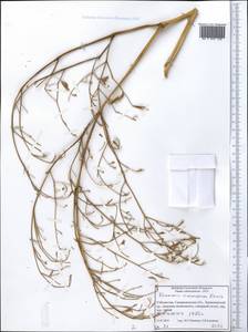 Komaroviopsis anisosperma (Korovin) Doweld, Средняя Азия и Казахстан, Памир и Памиро-Алай (M2) (Узбекистан)