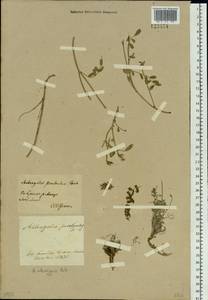 Астрагал Лаксмана, Сибирь, Прибайкалье и Забайкалье (S4) (Россия)