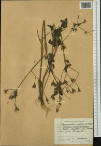 Chaerophyllum nodosum (L.) Crantz, Западная Европа (EUR) (Болгария)