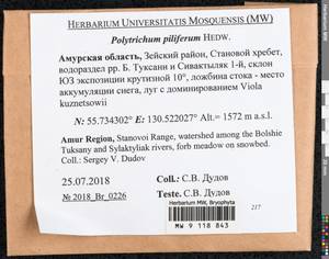 Polytrichum piliferum Hedw., Гербарий мохообразных, Мхи - Дальний Восток (без Чукотки и Камчатки) (B20) (Россия)