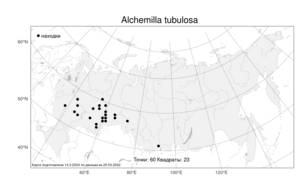 Alchemilla tubulosa, Манжетка трубчатая Juz., Атлас флоры России (FLORUS) (Россия)