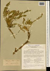 Astragalus bakuensis Bunge, Кавказ, Азербайджан (K6) (Азербайджан)