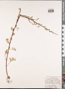 Полынь равнинная, Полынь полевая L., Восточная Европа, Центральный район (E4) (Россия)