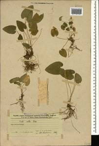 Фиалка Денхардта (Ten.) W.Becker, Кавказ, Азербайджан (K6) (Азербайджан)