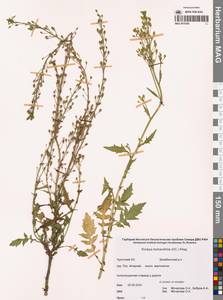 Жерушник сурепколистный (A.DC.) Kitag., Сибирь, Чукотка и Камчатка (S7) (Россия)