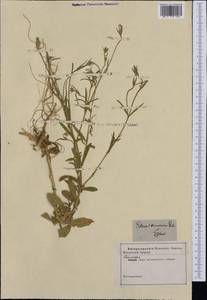 Silene gallinyi Rchb., Западная Европа (EUR)