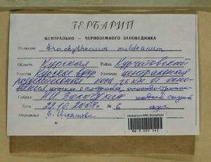 Brachythecium mildeanum (Schimp.) Schimp. ex Milde, Гербарий мохообразных, Мхи - Центральное Черноземье (B10) (Россия)