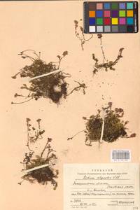 Очиток приальпийский Vill., Восточная Европа, Западно-Украинский район (E13) (Украина)