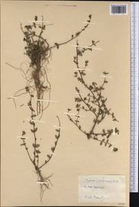 Cuphea parsonsia (L.) R. Br. ex Steud., Америка (AMER) (Куба)