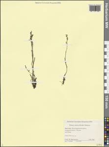 Щавель щавельковидный (Balansa) Den Nijs, Кавказ, Дагестан (K2) (Россия)