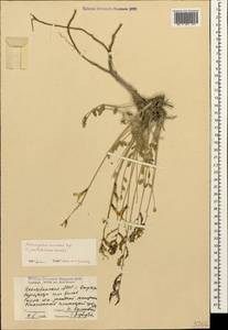 Astragalus cuscutae Bunge, Кавказ, Азербайджан (K6) (Азербайджан)