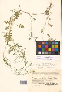 Жерушник короткоплодный (C.A.Mey.) Hayek, Восточная Европа, Нижневолжский район (E9) (Россия)