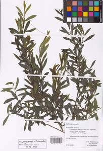 Ива пурпурная, Ива пурпуровая L., Восточная Европа, Центральный район (E4) (Россия)