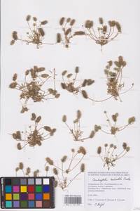 Ceratocephala orthoceras DC., Восточная Европа, Нижневолжский район (E9) (Россия)