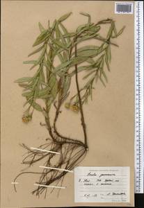 Pentanema salicinum subsp. salicinum, Средняя Азия и Казахстан, Прикаспийский Устюрт и Северное Приаралье (M8) (Казахстан)
